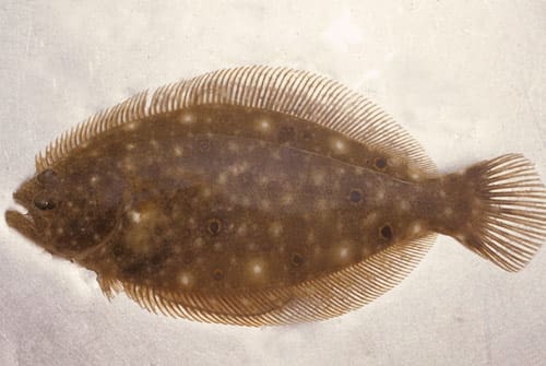 Virginia Living Museum | Flounder | Virginia Living Museum