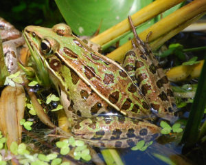 Southern Leopard Frog Photo Credit: Karl Rebenstorf