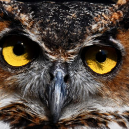 Homeschool Program: HOOT HOOT HOORAY! A celebration of owls and other birds