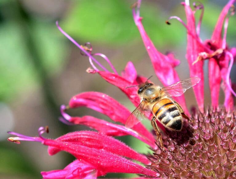 A bee sits on Bee Balm a perfect Pollinator plant for Virginia gardens.