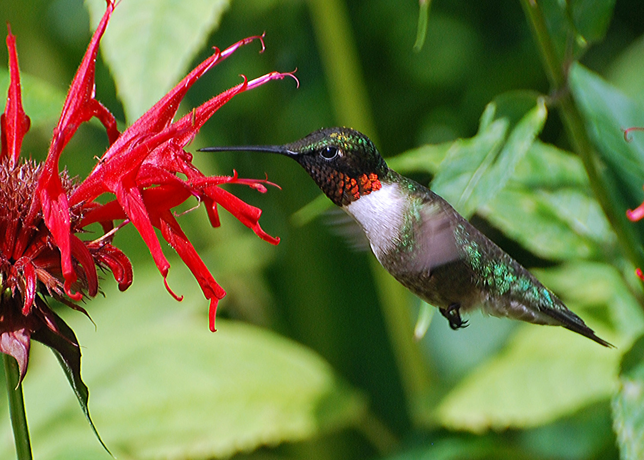 Naturally Speaking Summer Family Series: Hummingbird Haven