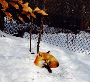 Here, Dandy is hunkered down in the snow. This is often how red foxes sleep when it's snowy outside