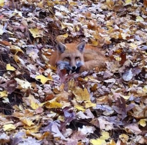 Here is a nice representation of the beautiful red gold coat that many red foxes have. 