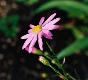 Late Purple Aster