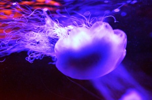 The lion's mane jelly on exhibit has a 5 inch bell and tentacles ~16 inches long. 