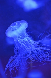 Lion's mane jellies have many long, hair-like tentacles. 