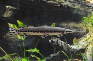 longnose gar nc