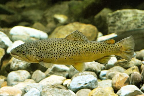 Brown Trout