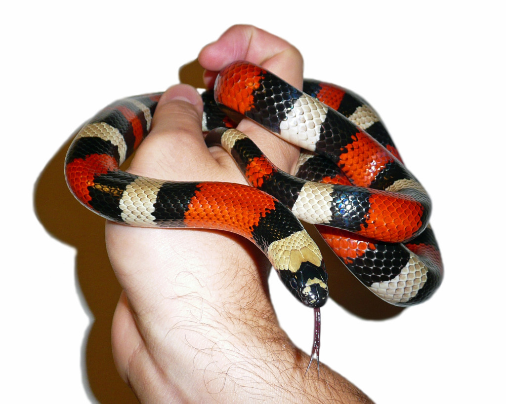 Though our museum snakes, like this milksnake, are used to human interaction, most wild snakes will do their best to avoid areas of human activity! Photo credit: Karl Rebenstorf