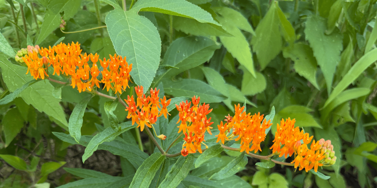 Milkweed Pop-Up Sale
