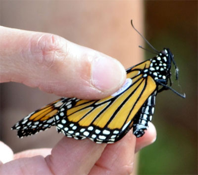 monarch-tagged