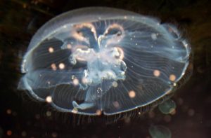 Moon jellies do have tentacles, though they are much shorter than either nettles or lion's mane.