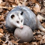 Live Natural Education- Meet the Opposum
