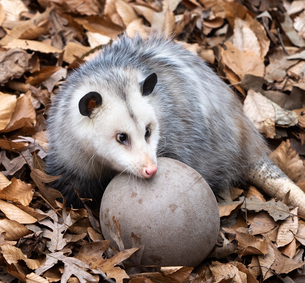 Live Natural Education- Meet the Opposum
