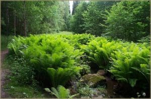 Ostrich Fern