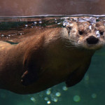 All About Otters Tour