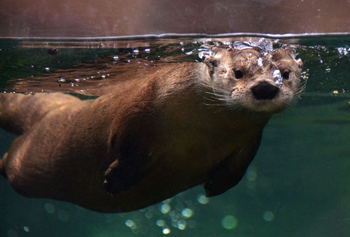 All About Otters Tour