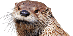 otter