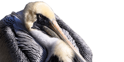 pelican