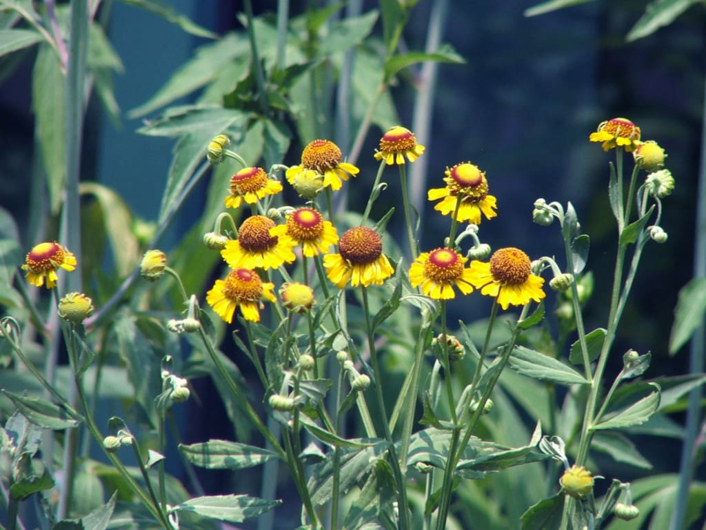 Helen’s Flower