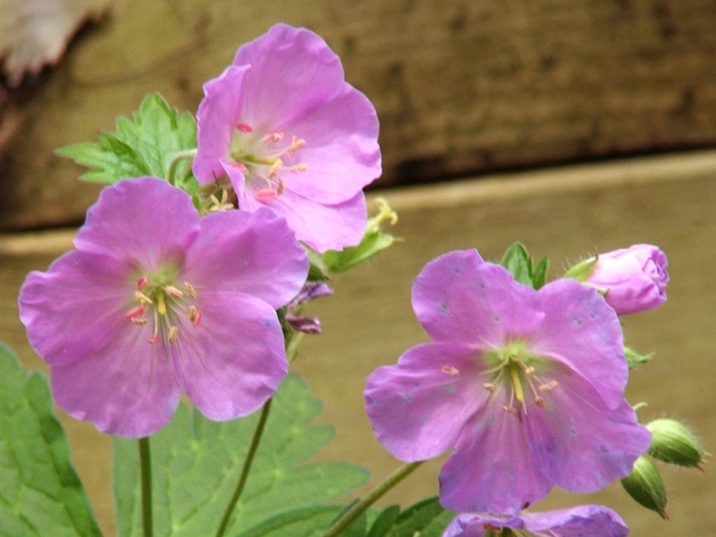 Wild Geranium