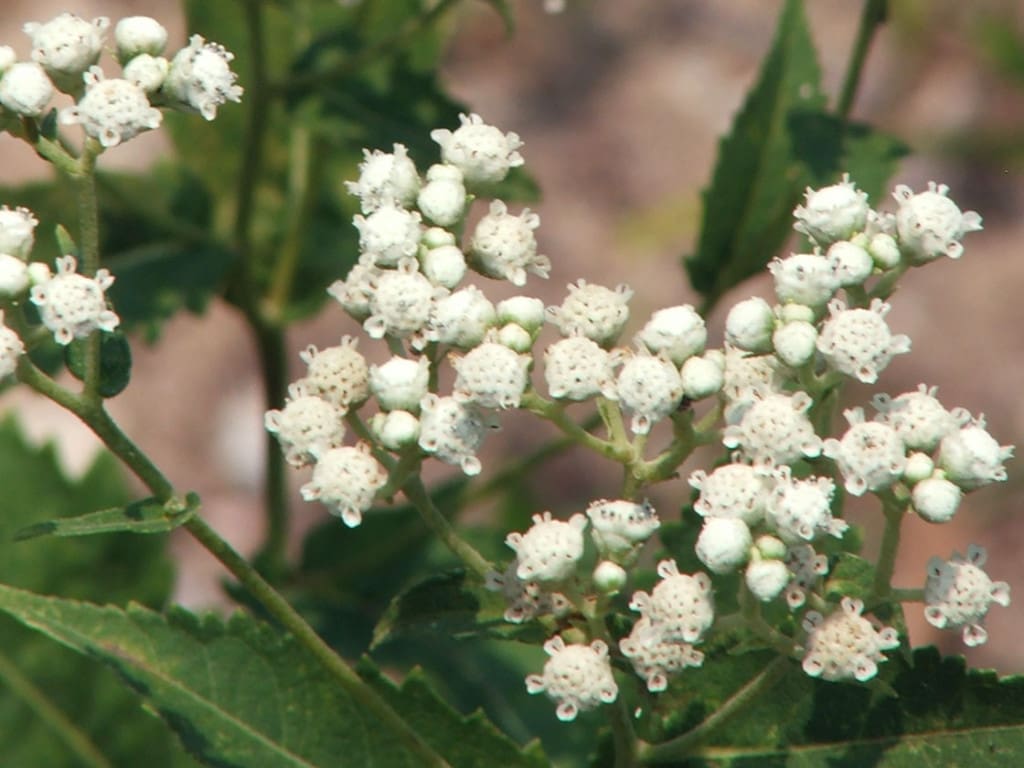 Wild Quinine