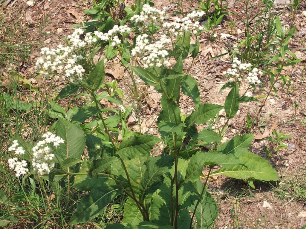 Wild Quinine