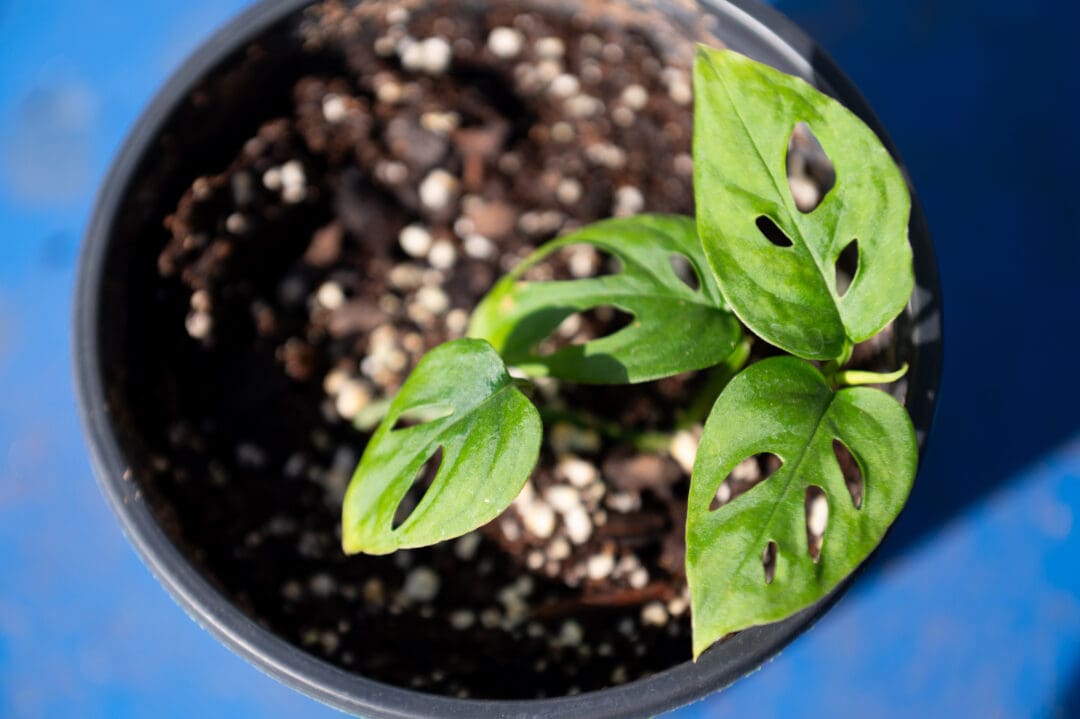 Holiday House Plants