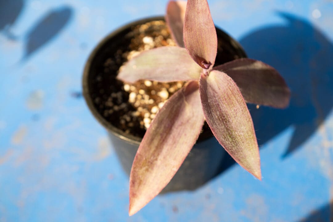 Holiday House Plants