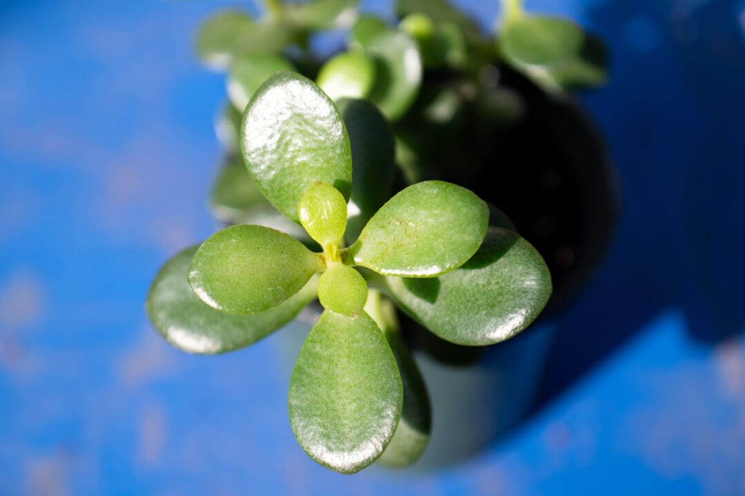 Holiday House Plants