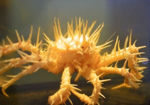 porcupine crab