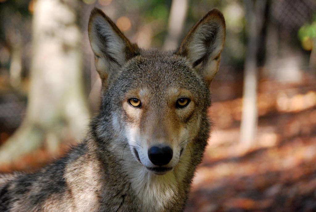 Virginia Living Museum | Red Wolf Awareness Week | Virginia Living Museum