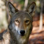 Red Wolf Awareness Week