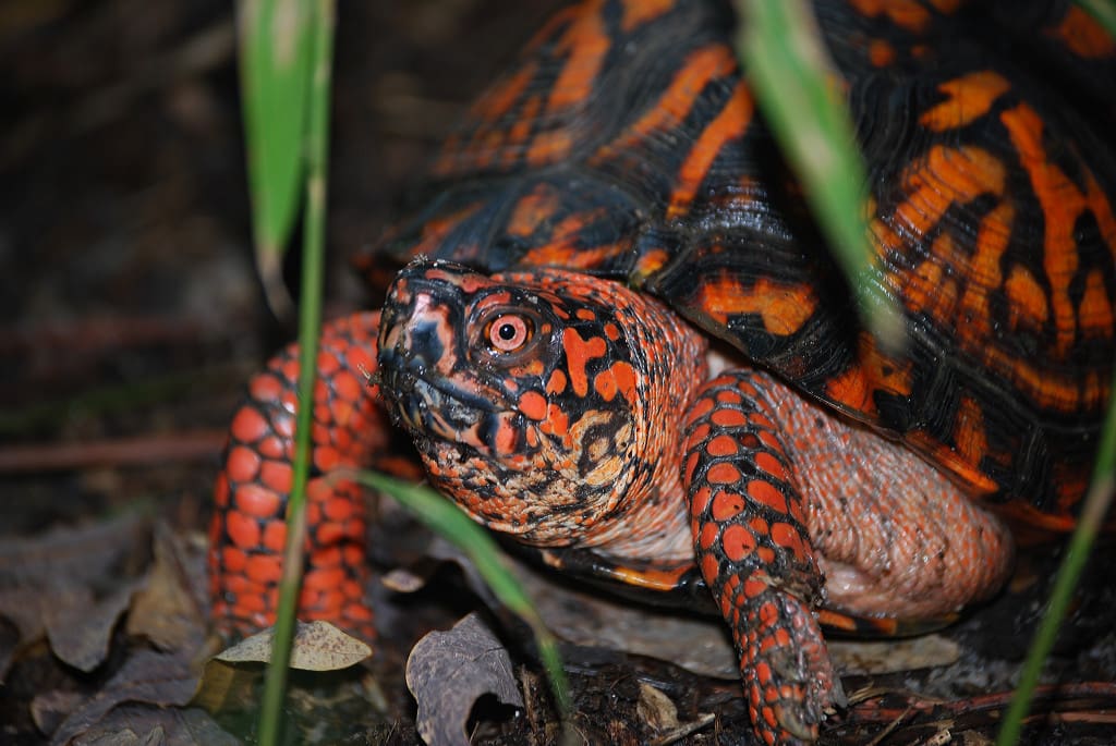 Virginia Living Museum | RAAW - Reptiles and Amphibians Weekend ...