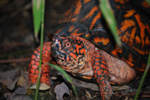 Eastern Box Turtle. Photo credit: Karl Rebenstorf