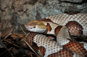 Northern Copperhead -Photo credit: Karl Rebenstorf