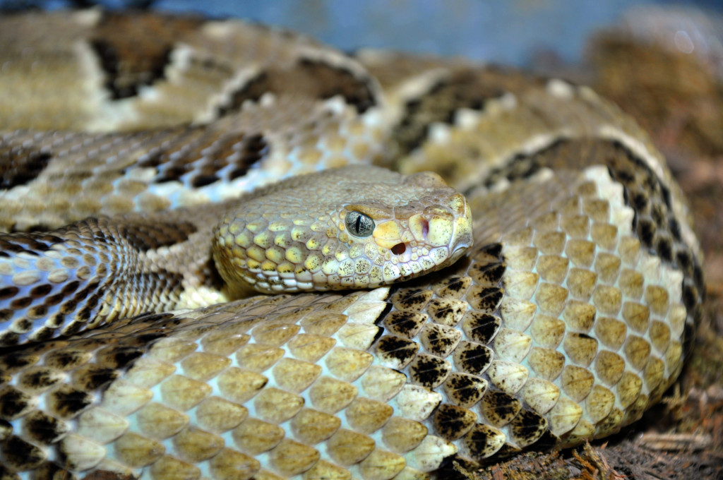 All of Virginia's venomous snakes are pit vipers, like this Timber Rattlesnake. Photo credit: Karl Rebenstorf