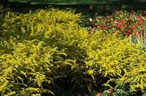 Rough-Leaved Goldenrod