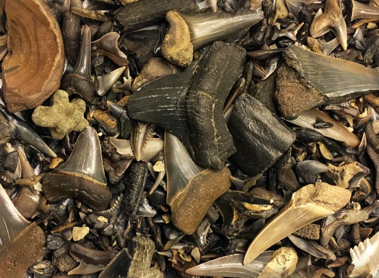 Virginia Living Museum | Shark Teeth | Virginia Living Museum