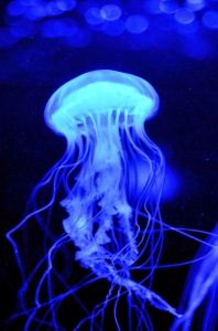 Sea nettles are more recognizable because they are here in the summer and are known for stinging swimmers. They even have a NOAA website dedicated to predicting their presence inshore.