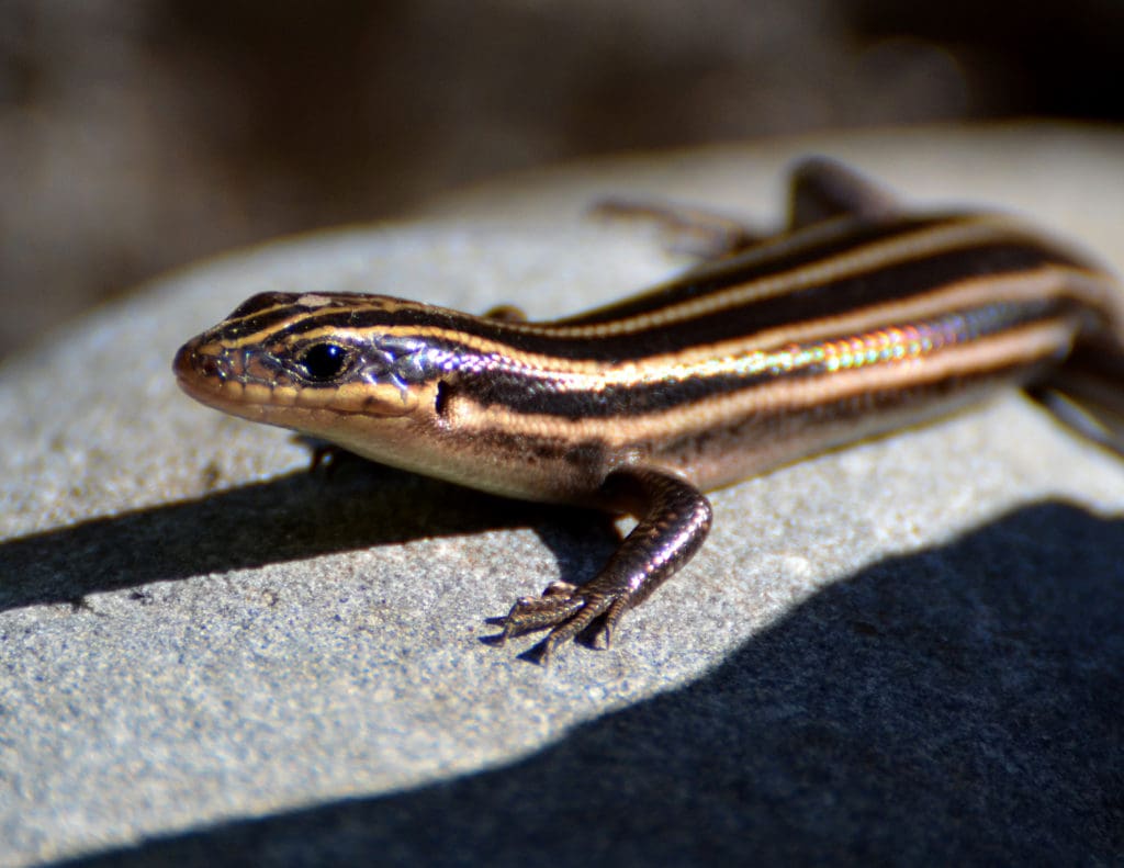 Virginia Living Museum | Can You Name the Reptile? | Virginia Living Museum