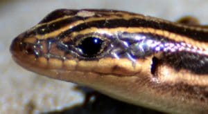 skink-1