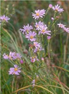 Smooth Blue Aster