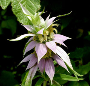 Spotted Horsemint
