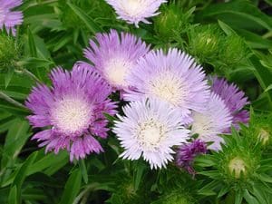 Stokes Aster