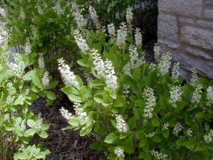 Sweet Pepperbush