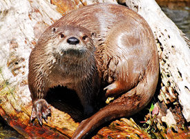 tab-otter