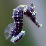 Naturally Speaking Summer Family Series: Seahorses in the Bay!
