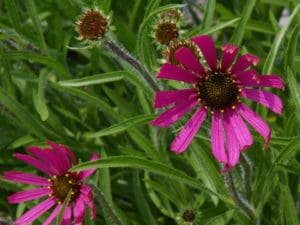 Tennessee Coneflower