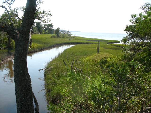 Naturally Speaking: Tidal Wetlands Plants